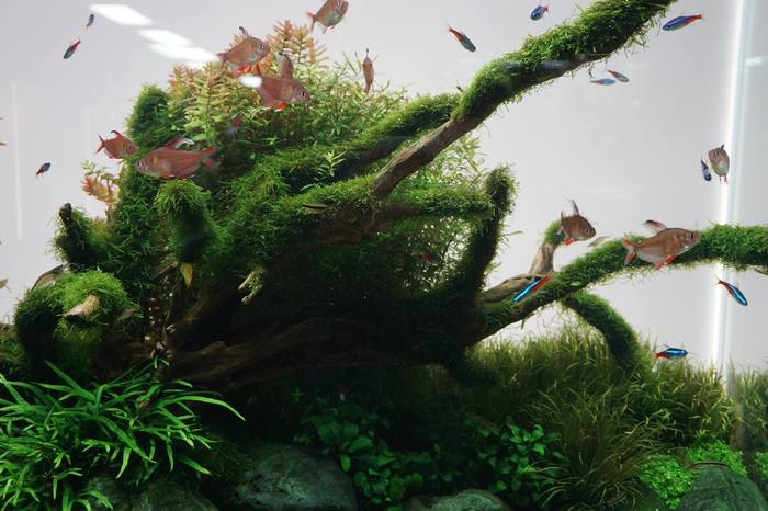 Небольшой растительный аквариум с рыбками