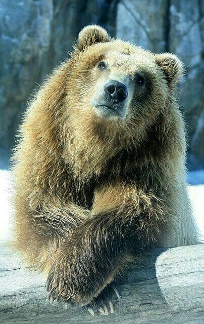 I am listening to you carefully - The photo, The Bears