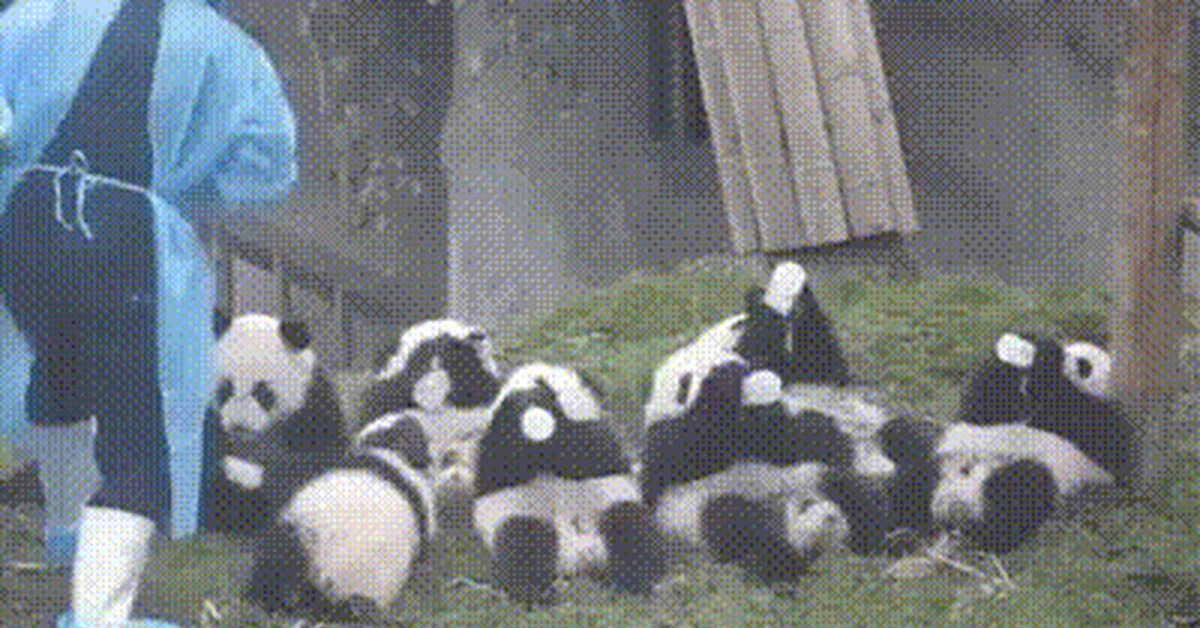 За поведением панды во время кормления. Кучка панд. Панда хаос. Панды в зоопарках Японии и сотрудники.