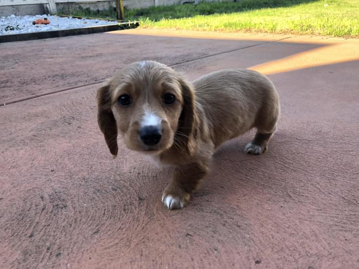 Ну не лапушка?