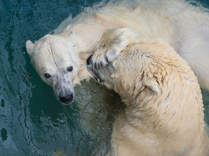 Leave me alone, I'm swimming! - The Bears, The photo, Polar bear