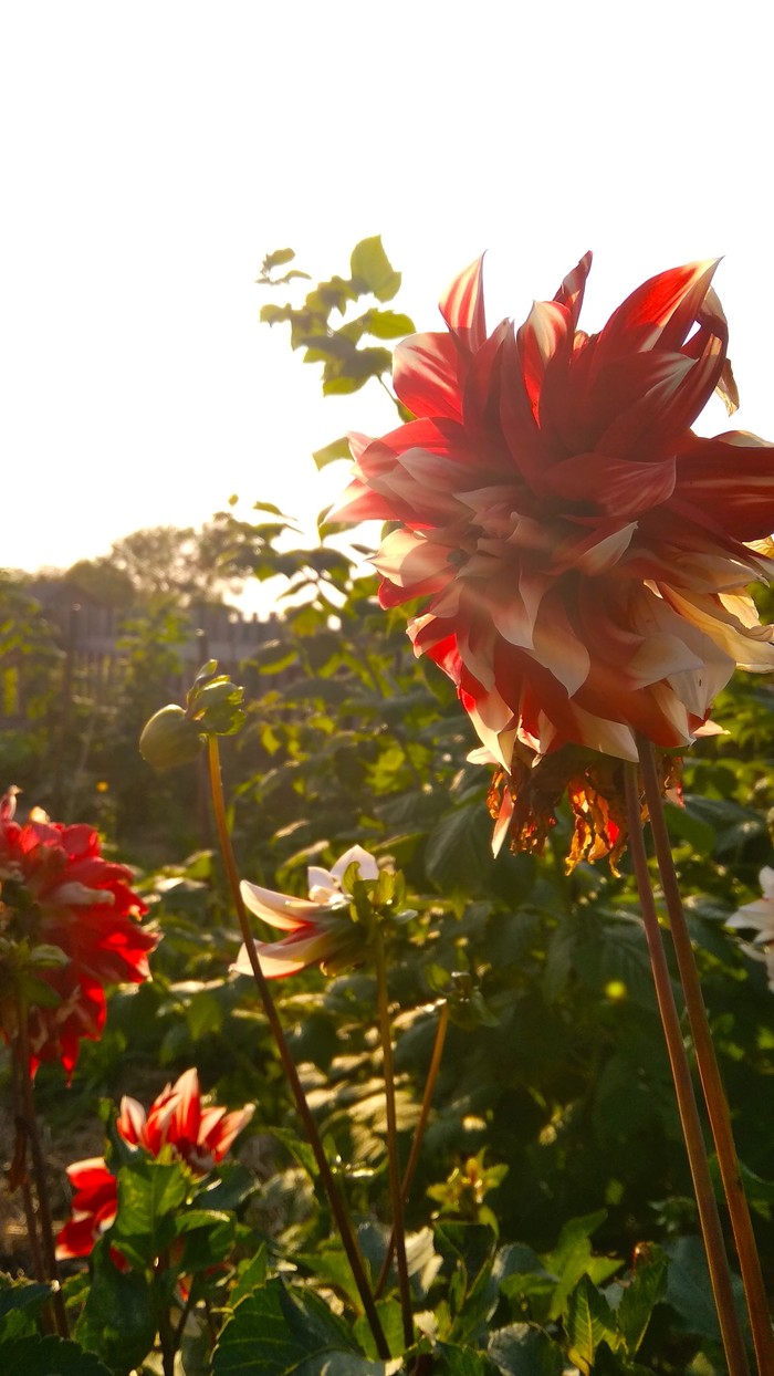 Flowers - Flowers, Photo on sneaker, Dahlias