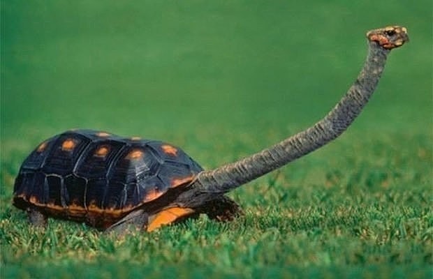 Australian Eastern Longneck Tortoise - Turtle, 