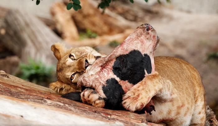 Вкусняшка для львёнка))))