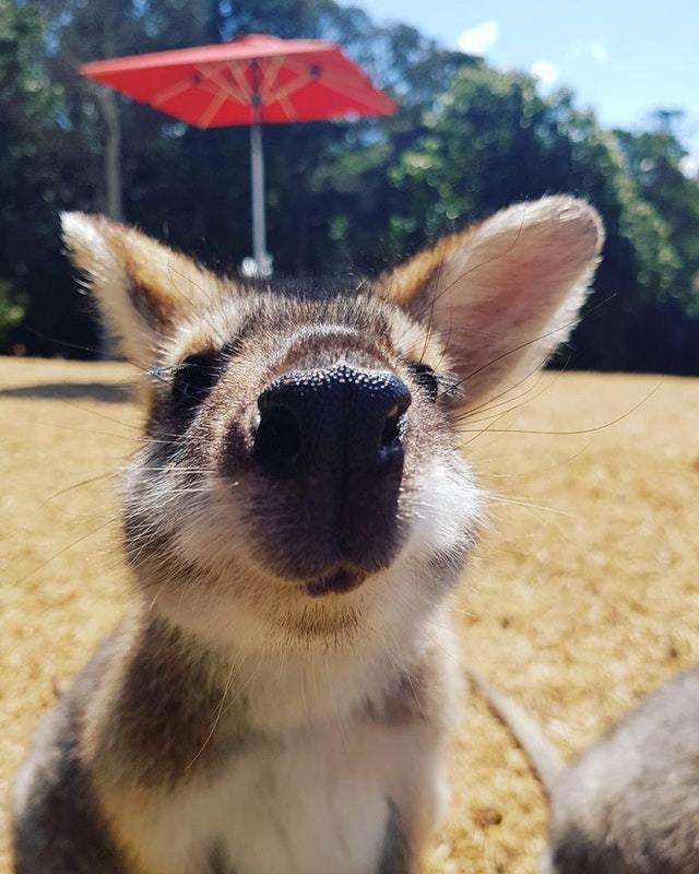 This curious wallaby wanted to share my lunch. - Wallaby, Animals, Milota, Reddit