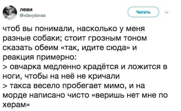 Состояние по жизни: такса - Собака, Животные, Тон, Реакция, Такса, Овчарка, Twitter, Скриншот