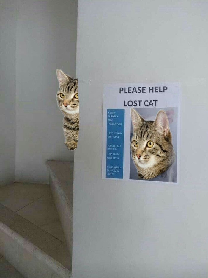 Have you seen this cat? , Dank Memes,    ?, , 
