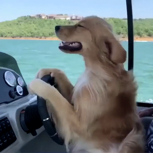 On holiday - Sea, A boat, Dog, Rules, GIF