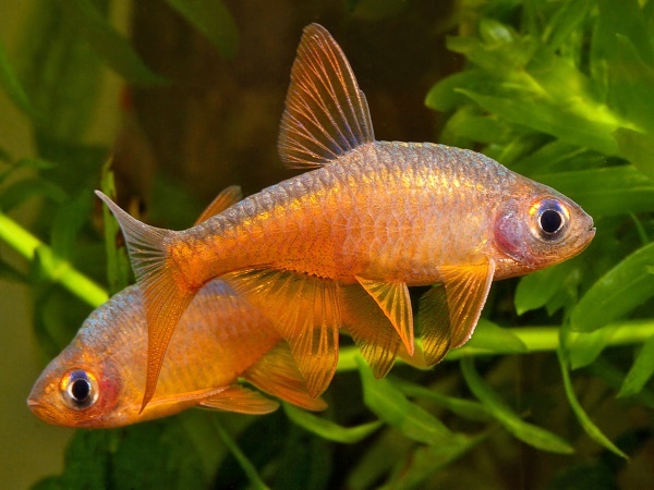   (Rasboroides vaterifloris)