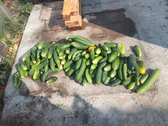 Collected cucumbers)) - My, Garden, Cucumbers