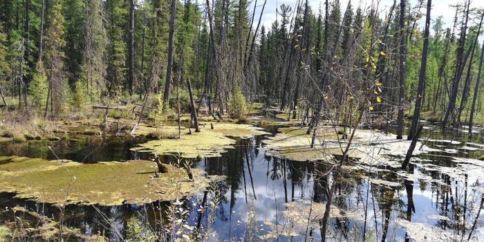 Swamp - My, Swamp, Taiga, Siberia