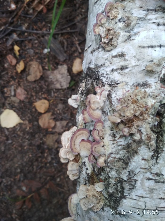 Tell me what is it? - Birch, Mushrooms, My