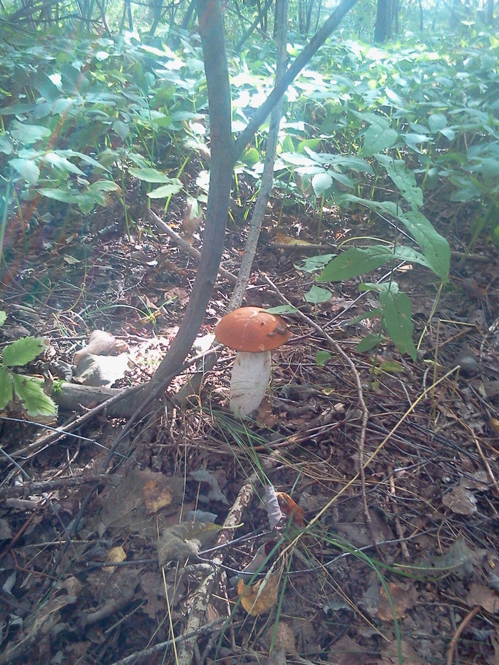 First autumn. - My, Mushrooms, Republic of Belarus, Longpost, Silent hunt