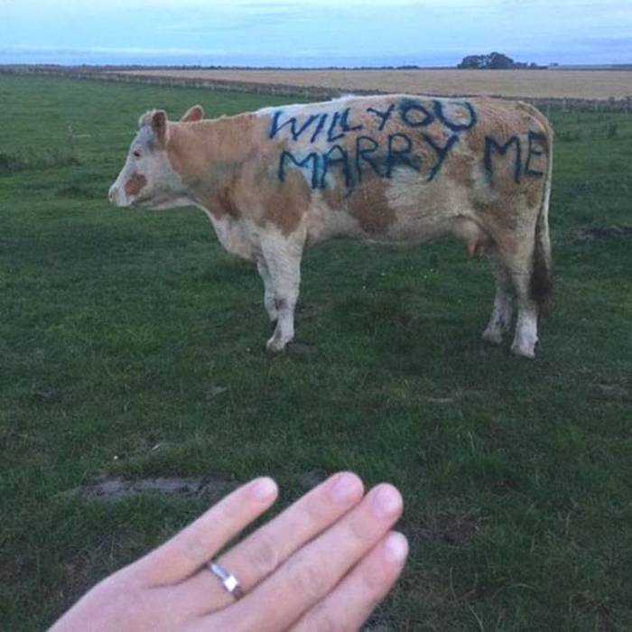 Don't know how to propose to your girlfriend? - Wedding, Cow, Sentence, Оригинально, Longpost