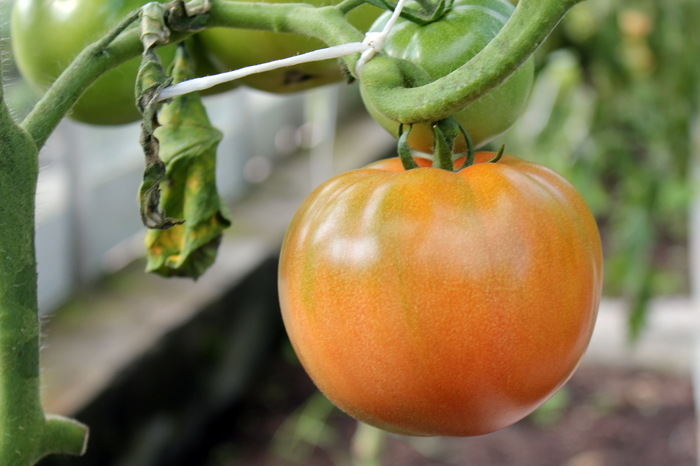 Ural garden and vegetable garden #13. - My, Garden, Garden, Gardening, Tomatoes, Harvest, Humor, Yekaterinburg, Longpost