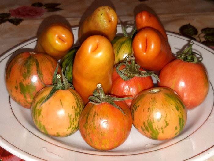 Tomatoes, now, some ... - My, Garden, Merry harvest, Tomatoes