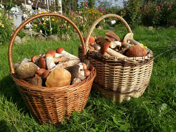 Hiking for mushrooms - My, White, Red, Forest, Silent hunt, Mushrooms, Leningrad region, Longpost