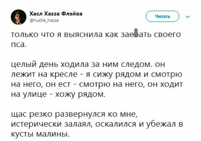 Просто Бобик в шоке - Собака, Преследование, Забавное, Twitter