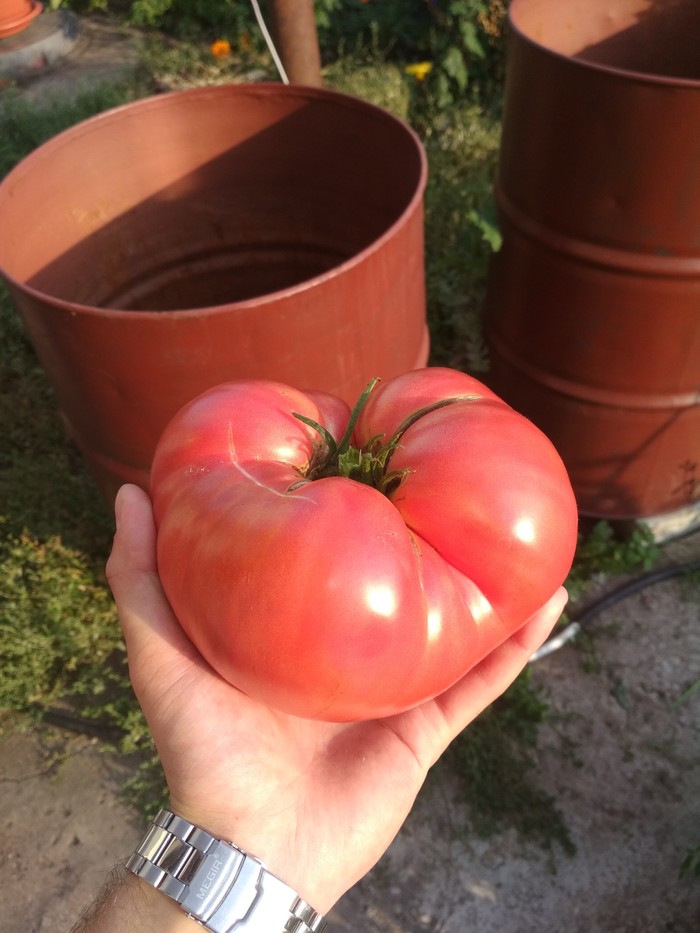 Harvest - Tomatoes, My, Longpost, Harvest