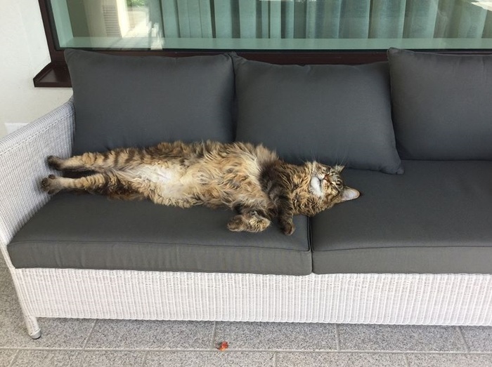 We measure cats in sofas - My, cat, Maine Coon, 