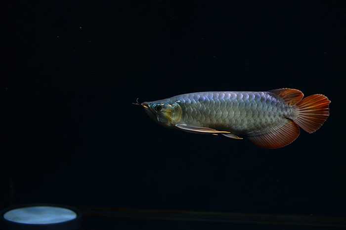 Аравана от Christopher Ong