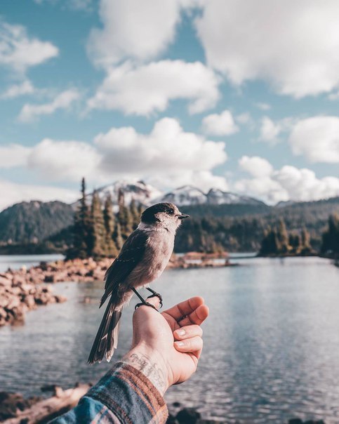 Away from the bustle - The photo, Landscape, Water, Birds, Lake, Nature