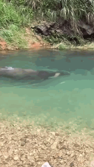 Some kind of weird - Buffalo, Water, Oddities, GIF