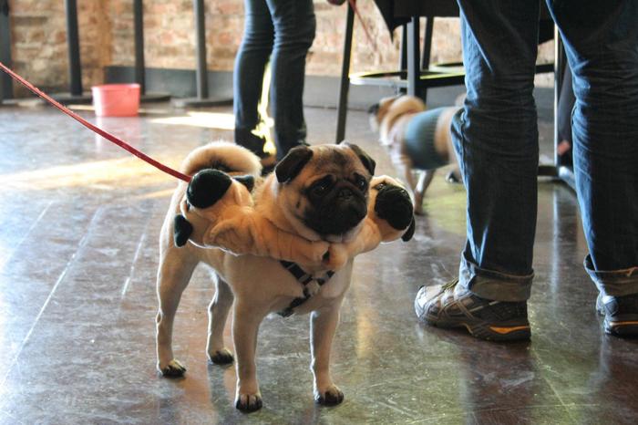 Cerberus - Pug, Collar, Three Heads, Cerberus