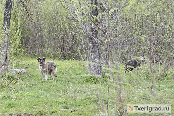 ���� ������, �� ��������� �� ��������������: � ����� �������, ������� �����, ������ 4-������ ���� �� ���� �������� �����