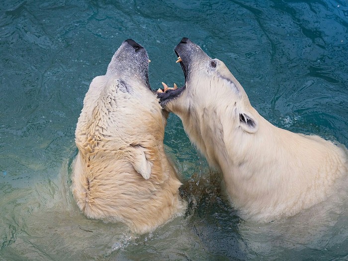 Family quarrel. - He and she, Polar bear, Men and women