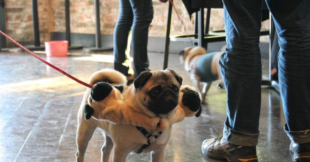 Основные принципы дрессировки мопса