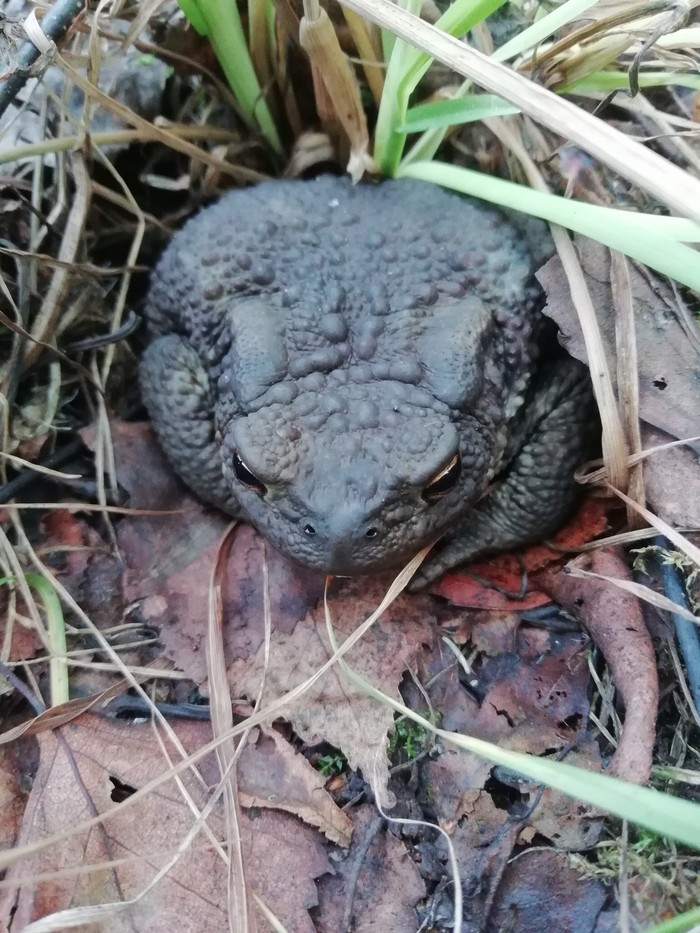 Toad - My, Toad, Forest, Longpost