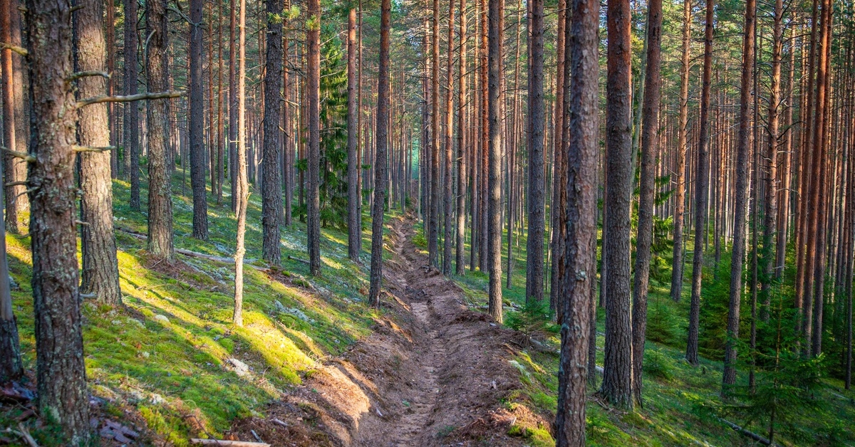 Бору или боре. Сосновый лес. Густой Сосновый лес. Панорама леса. Панорама соснового леса.