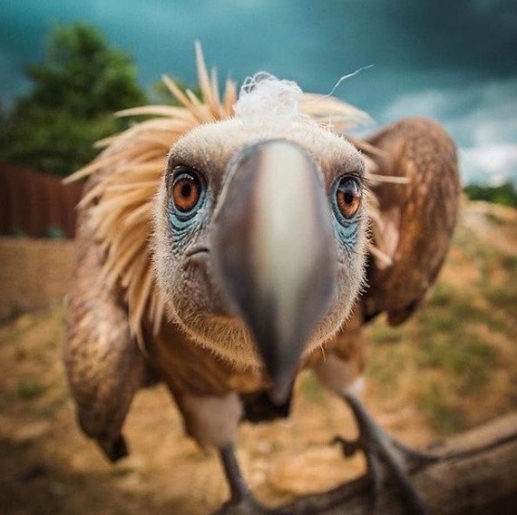 The vulture came to me and it doesn't look like he was afraid - Reddit, Birds, The photo, Vulture