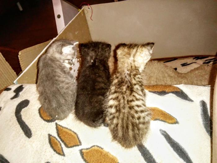 Voronezh homeless kittens are looking for a home! - My, No rating, Kittens, Voronezh, Help, Longpost, cat, Helping animals