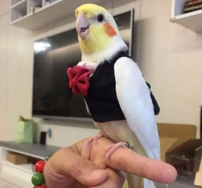 Ready to place your order? - A parrot, Corella, Waiters, Costume, Butterfly, Birds