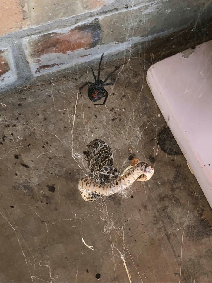 The rattlesnake got caught in the black widow's net. The photo was taken in Texas. - Reddit, Spider, , Web, The photo, Snake, Rattlesnake