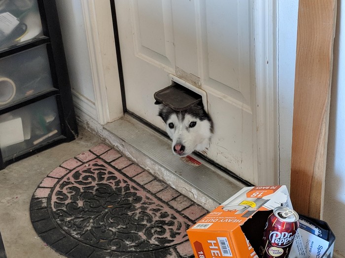 My neighbor's Husky loves to use the cat door to see what's going on in the garage. - Curiosity, Reddit, Dog, Husky