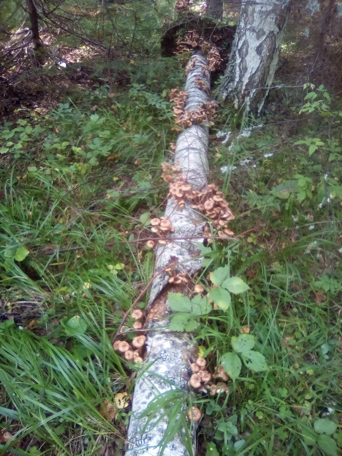 ������ ����