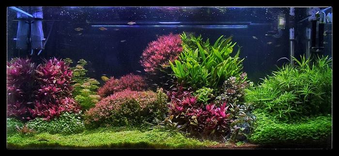 310 литровый аквариум травник, 4 месяца после запуска