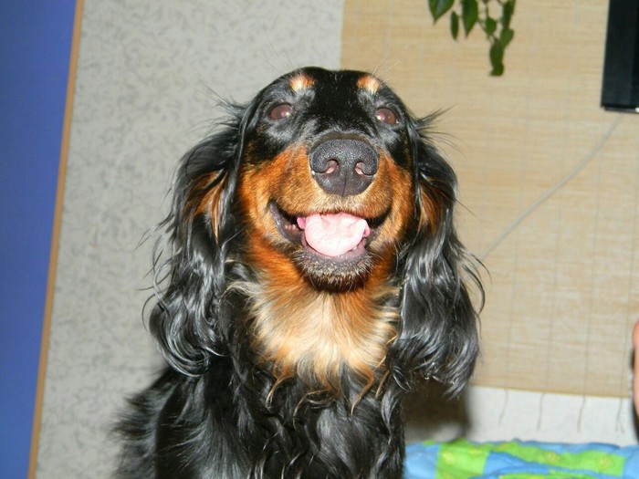 Length gauge - Longhaired, Dachshund, Longpost