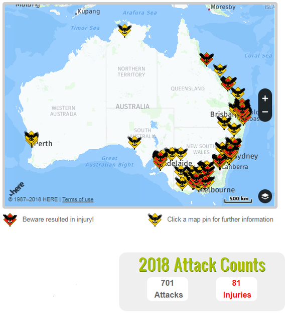 Remember the joke that everyone in Australia wants to kill you? - Australia, Magpie, Attack, GIF