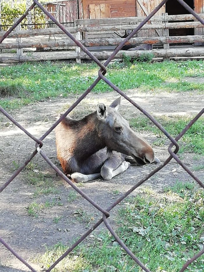 Abnormal Half Elk - Zoo, Animals, The photo