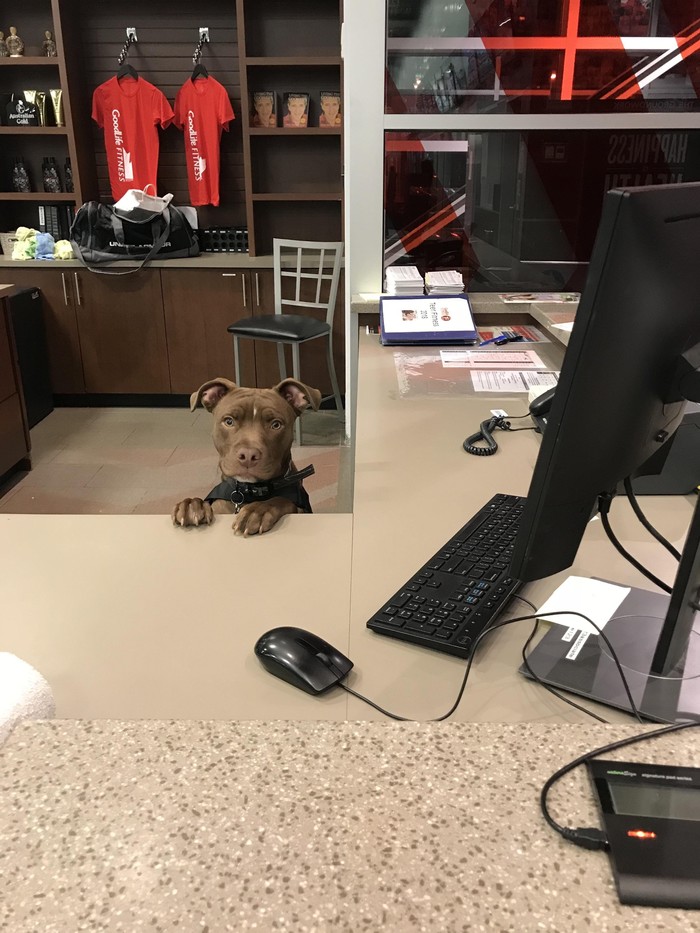 New Employee at Local Gym - Dog, Reddit