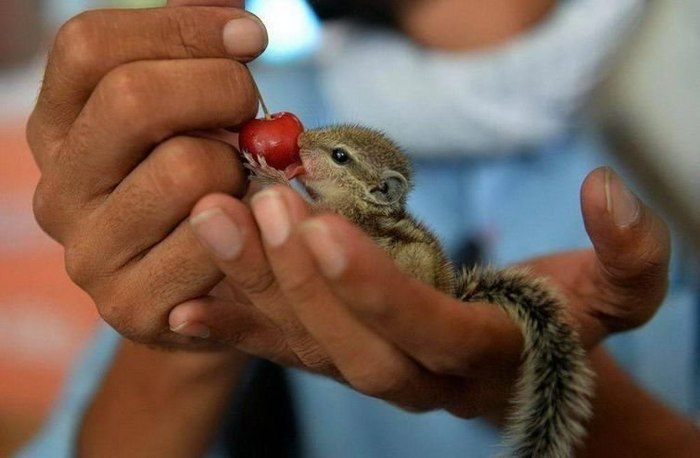 Kindness for cuteness! - Milota, Chipmunk, Wild animals, Feeding, Children, Squirrel, Squirrel