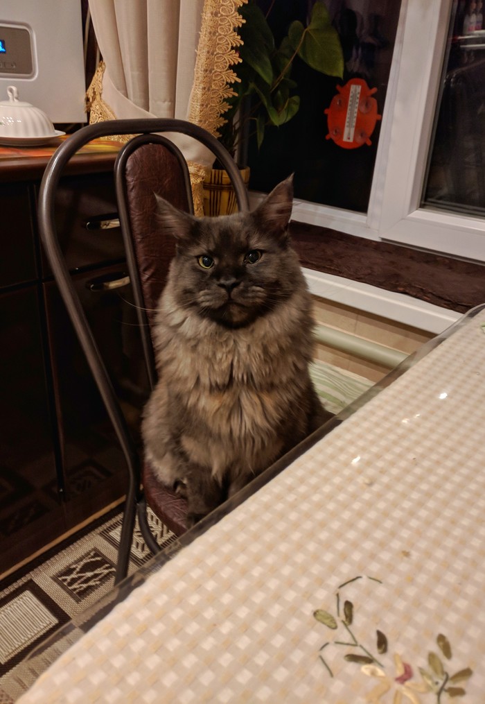 Waiting for dinner. Maine Coon Darius. - My, cat, Maine Coon, Dinner, Вежливость, Vyksa, Darius