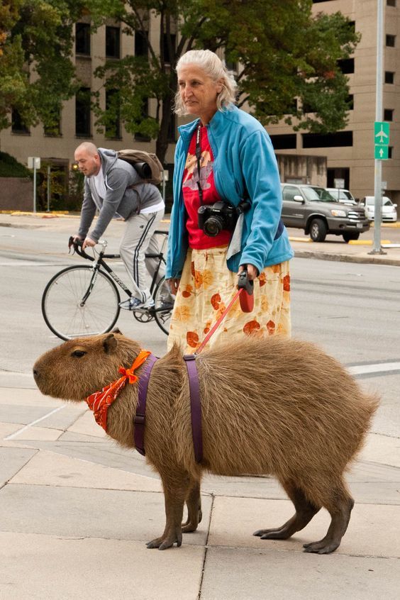 What a weird dog - The photo, Capybara, Walk, People