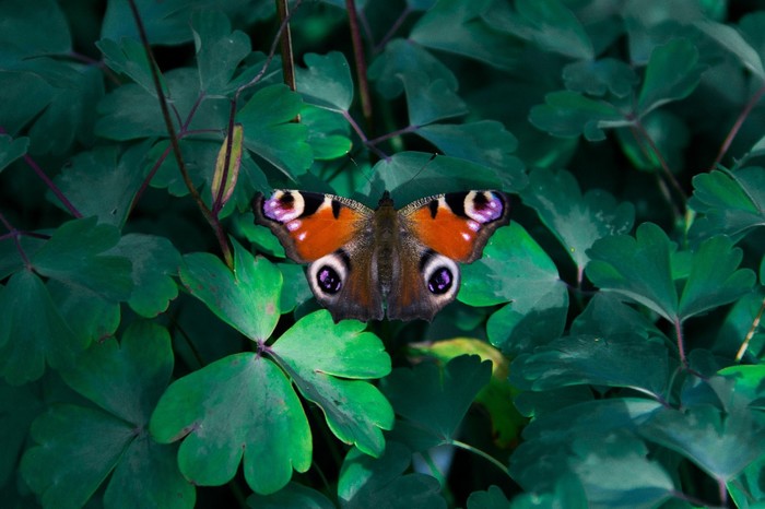 ������� �����