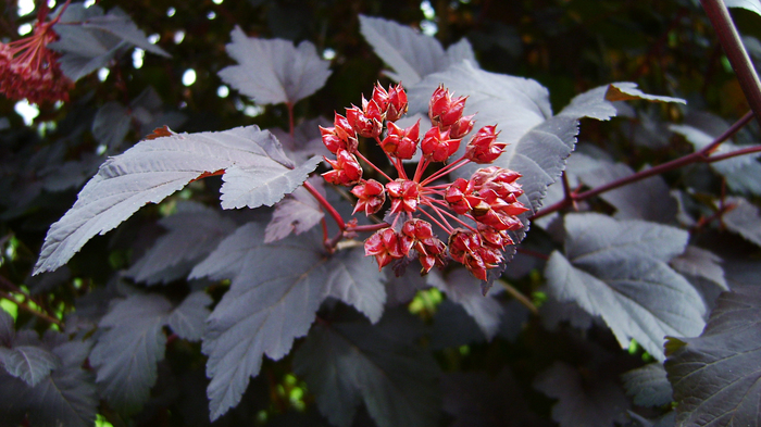 ������ ���� [2]