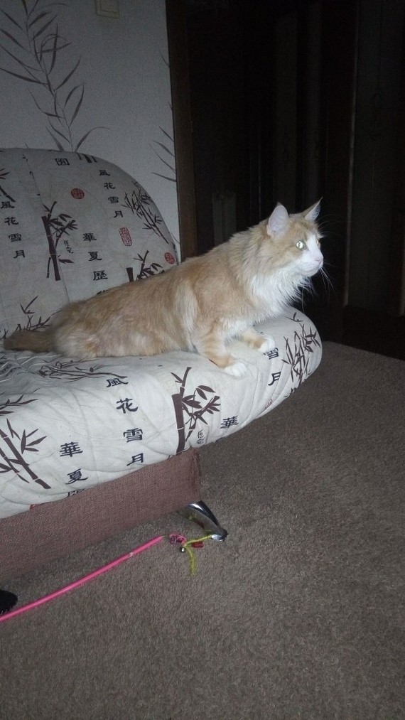 When you are relaxing on the couch and suddenly you see a dove on the ledge - My, Norwegian Forest Cat, cat, Hunting, Suddenly